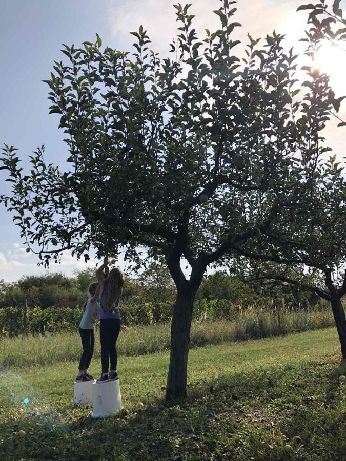 Baranja Black Hill'S Gajic Extérieur photo